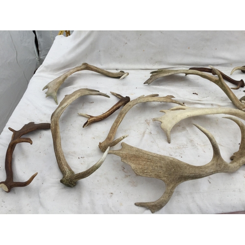 183 - 2 BOXES OF HORNS AND ANTLERS