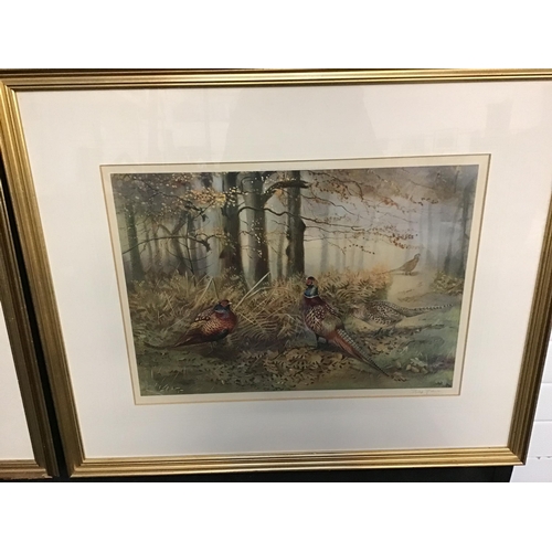 64 - PAIR OF FRAMED PHEASANT PICTURE,PENCIL SIGNATURE TO MARGIN, PHILLIP RICHMAN
26