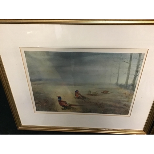 64 - PAIR OF FRAMED PHEASANT PICTURE,PENCIL SIGNATURE TO MARGIN, PHILLIP RICHMAN
26