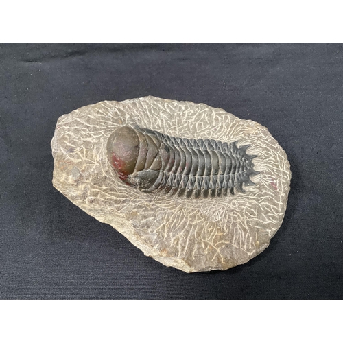 188 - COLLECTION OF FOSSILS TO INCLUDE A TRILOBITE