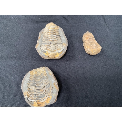 188 - COLLECTION OF FOSSILS TO INCLUDE A TRILOBITE