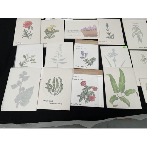 194 - QTY OF WATERCOLOUR PAINTINGS OF BOTANICAL SUBJECTS