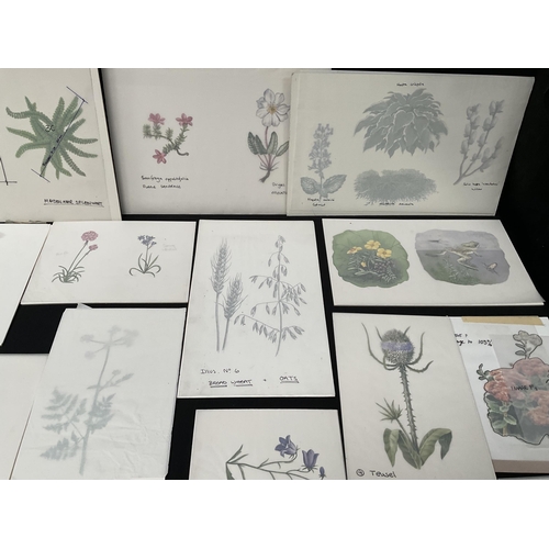 194 - QTY OF WATERCOLOUR PAINTINGS OF BOTANICAL SUBJECTS