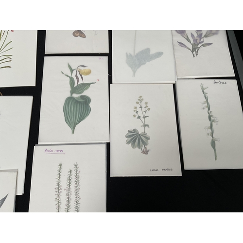 194 - QTY OF WATERCOLOUR PAINTINGS OF BOTANICAL SUBJECTS