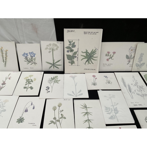 194 - QTY OF WATERCOLOUR PAINTINGS OF BOTANICAL SUBJECTS