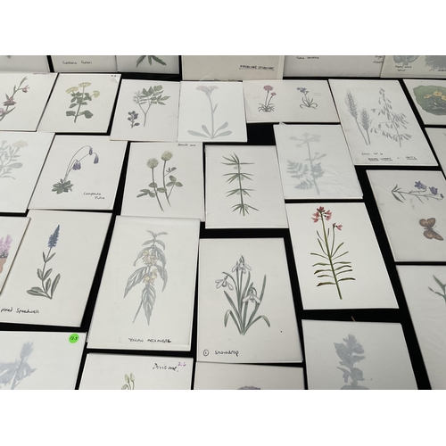 194 - QTY OF WATERCOLOUR PAINTINGS OF BOTANICAL SUBJECTS