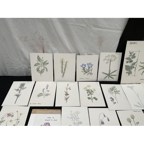 194 - QTY OF WATERCOLOUR PAINTINGS OF BOTANICAL SUBJECTS