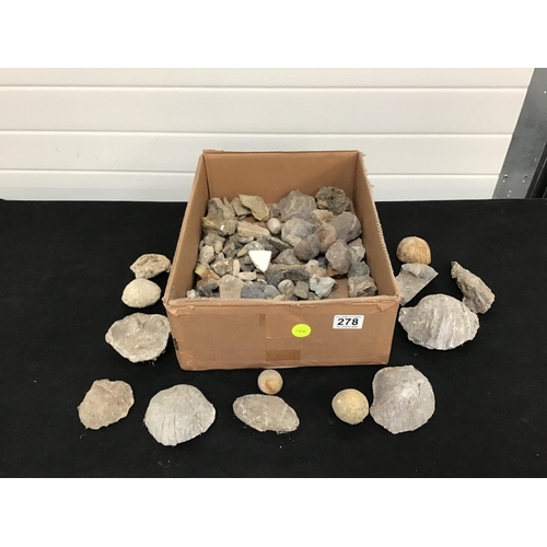 278 - BOX OF FOSSILS AND ROCK SAMPLES