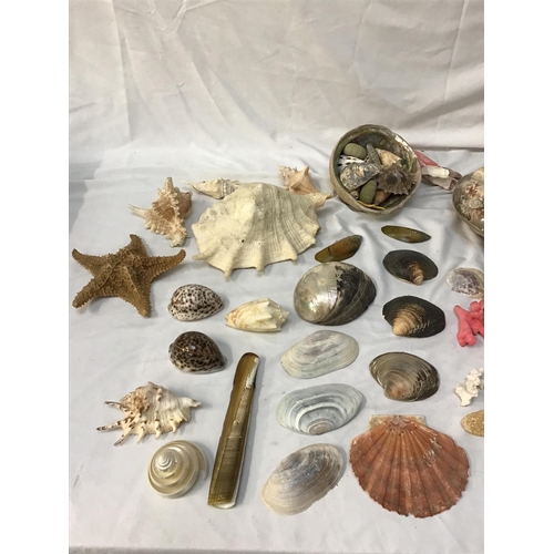 349 - COLLECTION OF VINTAGE SEA SHELLS  TO INCLUDE A STARFISH WITH AN OLD TRADE CARD FOR EATONS SHELL SHOP... 