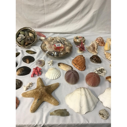 349 - COLLECTION OF VINTAGE SEA SHELLS  TO INCLUDE A STARFISH WITH AN OLD TRADE CARD FOR EATONS SHELL SHOP... 