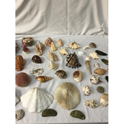 349 - COLLECTION OF VINTAGE SEA SHELLS  TO INCLUDE A STARFISH WITH AN OLD TRADE CARD FOR EATONS SHELL SHOP... 