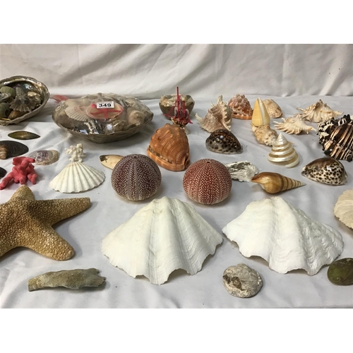 349 - COLLECTION OF VINTAGE SEA SHELLS  TO INCLUDE A STARFISH WITH AN OLD TRADE CARD FOR EATONS SHELL SHOP... 