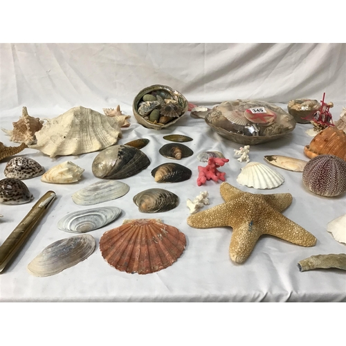 349 - COLLECTION OF VINTAGE SEA SHELLS  TO INCLUDE A STARFISH WITH AN OLD TRADE CARD FOR EATONS SHELL SHOP... 