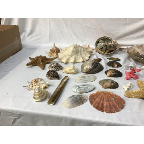 349 - COLLECTION OF VINTAGE SEA SHELLS  TO INCLUDE A STARFISH WITH AN OLD TRADE CARD FOR EATONS SHELL SHOP... 