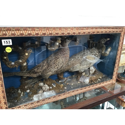 153 - LARGE TAXIDERMY HEN & COCK PHEASANTS IN GLASS CASE L34