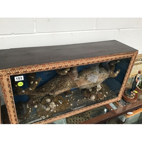 153 - LARGE TAXIDERMY HEN & COCK PHEASANTS IN GLASS CASE L34