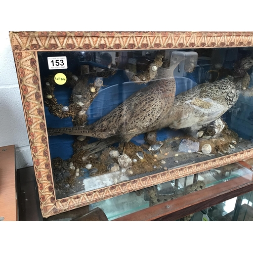 153 - LARGE TAXIDERMY HEN & COCK PHEASANTS IN GLASS CASE L34