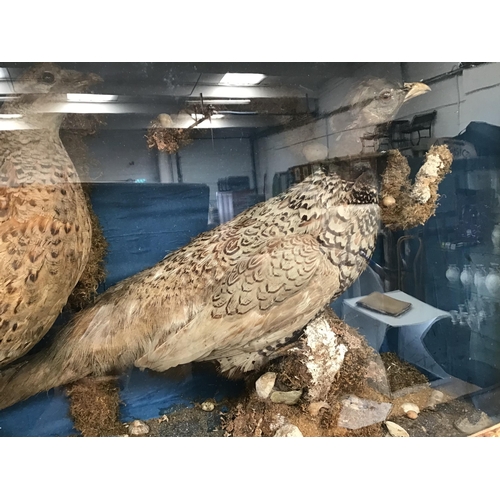 153 - LARGE TAXIDERMY HEN & COCK PHEASANTS IN GLASS CASE L34