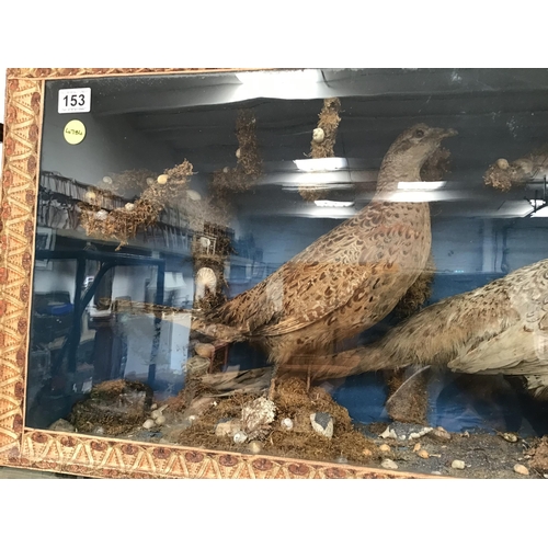 153 - LARGE TAXIDERMY HEN & COCK PHEASANTS IN GLASS CASE L34