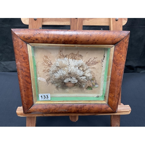 133 - 19TH CENTURY SEAWEED DIORAMA IN BURR MAPLE FRAME 14