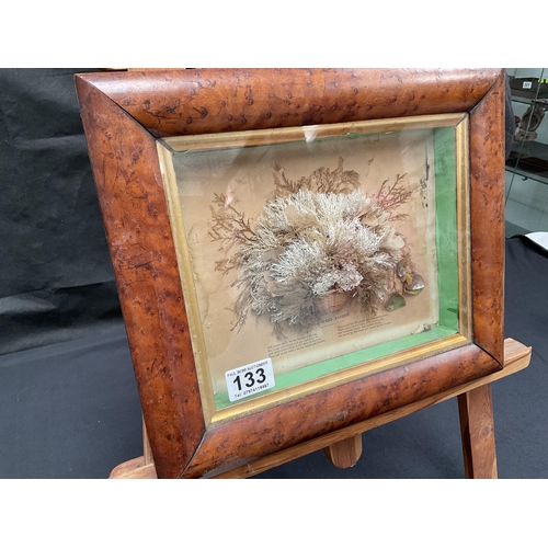 133 - 19TH CENTURY SEAWEED DIORAMA IN BURR MAPLE FRAME 14