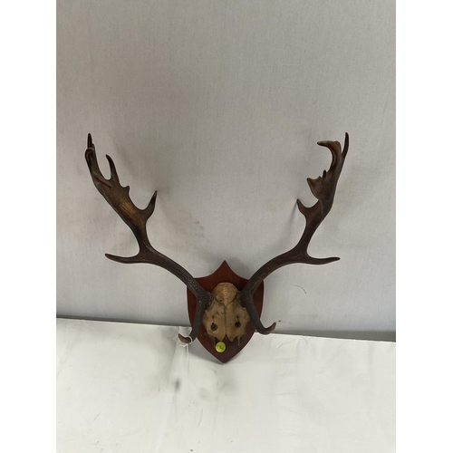 8 - PAIR OF ANTLERS MOUNTED ON MAHOGANY SHIELD H22