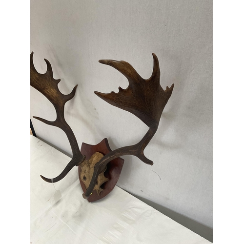 8 - PAIR OF ANTLERS MOUNTED ON MAHOGANY SHIELD H22