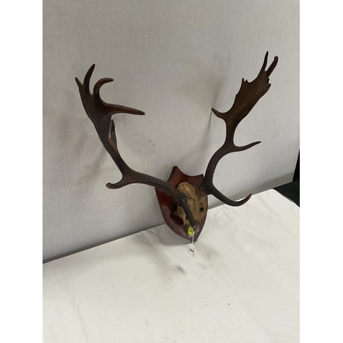 8 - PAIR OF ANTLERS MOUNTED ON MAHOGANY SHIELD H22