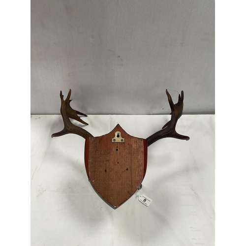 8 - PAIR OF ANTLERS MOUNTED ON MAHOGANY SHIELD H22