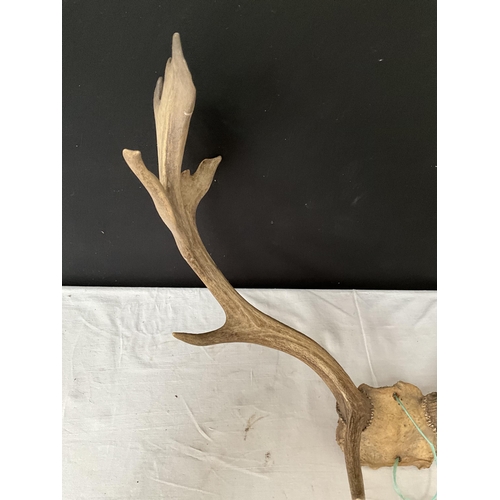 391 - PAIR OF VINTAGE ANTLERS