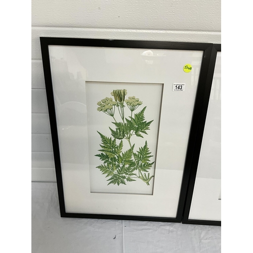 143 - 3 MODERN FRAMED FERNS PICTURES H38