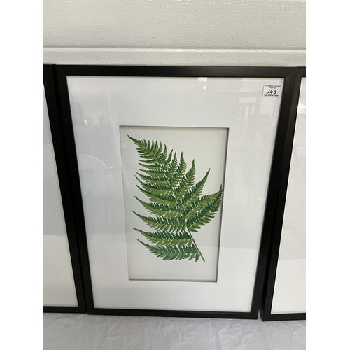 143 - 3 MODERN FRAMED FERNS PICTURES H38