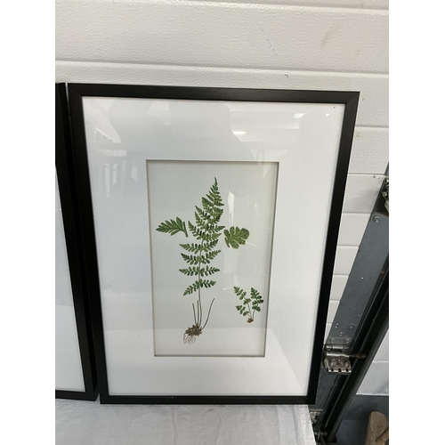 143 - 3 MODERN FRAMED FERNS PICTURES H38