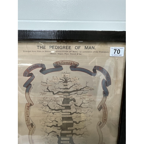 70 - VINTAGE FRAMED THE PEDIGREE OF MAN FAMILY TREE 15