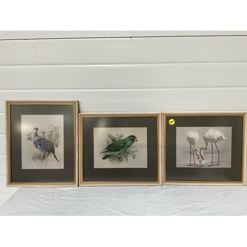 77 - COLLECTION OF FRAMED BIRD THEMED PICTURES (13) largest 15