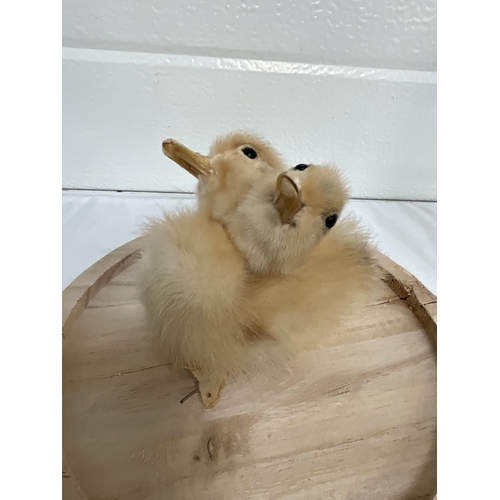 177 - 2 HEADED TAXIDERMY DUCKLING UNDER DOME H11