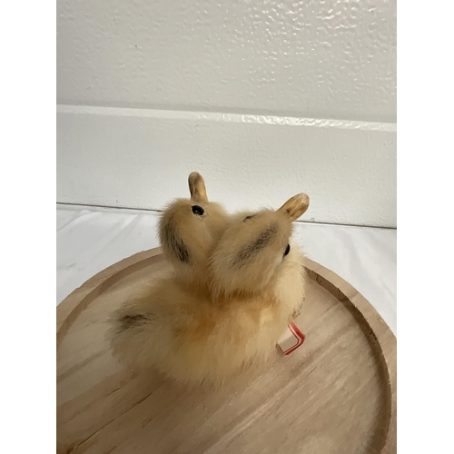 177 - 2 HEADED TAXIDERMY DUCKLING UNDER DOME H11