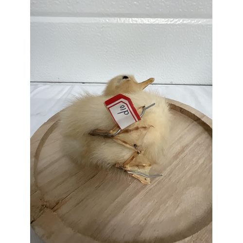 177 - 2 HEADED TAXIDERMY DUCKLING UNDER DOME H11