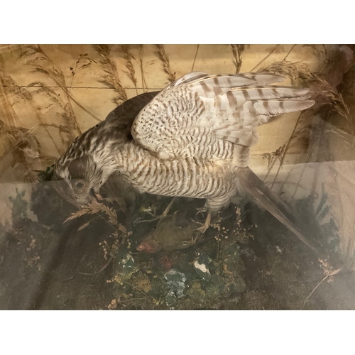 131 - TAXIDERMY CASED BIRD OF PREY H17”W19”D9”