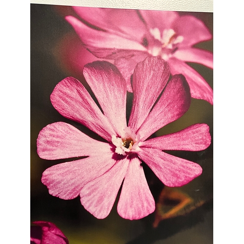 461 - THREE FLORAL CANVAS PRINTS LARGEST 30X40