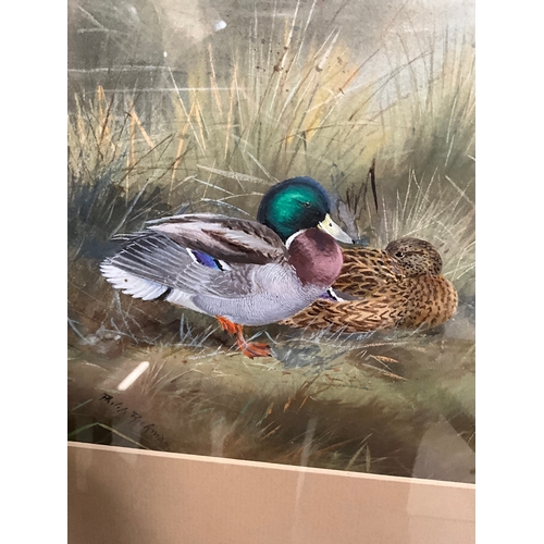 77 - TWO WATERCOLOURS DEPICTING DUCKS ON MARSH LAND SIGNED LARGEST 31”X24” BY PHILIP RICKMAN