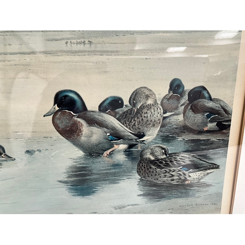 34 - FRAMED ARCHIBOLD THORBURN 1921 SIGNED PRINT OF DUCKS 22” x 18”