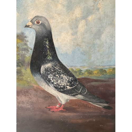 8 - VINTAGE FRAMED OILS ON BOARD OF RACING PIGEON SIGNED P E NICHOLS 
14” x 19”