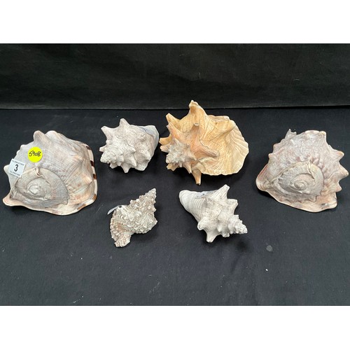 3 - 6 VINTAGE SEA SHELLS OF VARIOUS SIZES