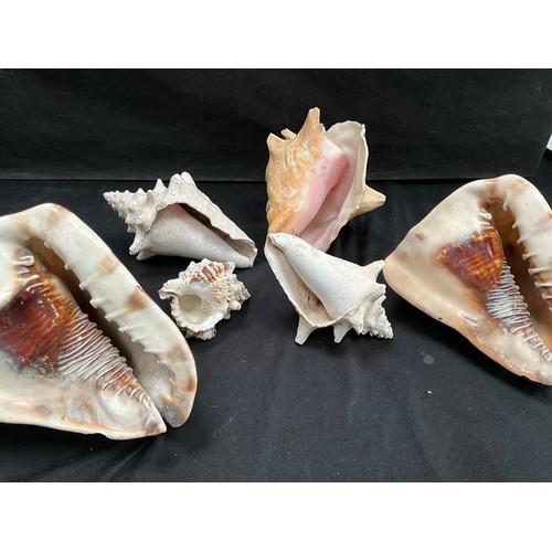 3 - 6 VINTAGE SEA SHELLS OF VARIOUS SIZES