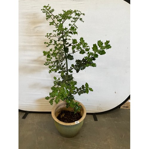Lot 337       