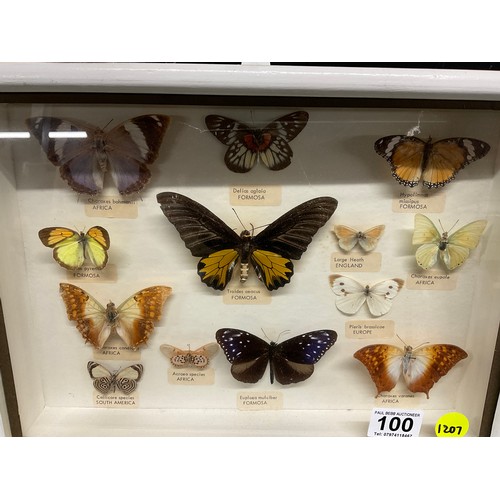 100 - WALL MOUNTED GLASS FRAMED VINTAGE COLLECTION OF MOTHS AND BUTTERFLIES IN DISPLAY CASE