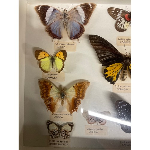 100 - WALL MOUNTED GLASS FRAMED VINTAGE COLLECTION OF MOTHS AND BUTTERFLIES IN DISPLAY CASE