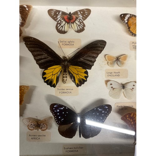 100 - WALL MOUNTED GLASS FRAMED VINTAGE COLLECTION OF MOTHS AND BUTTERFLIES IN DISPLAY CASE