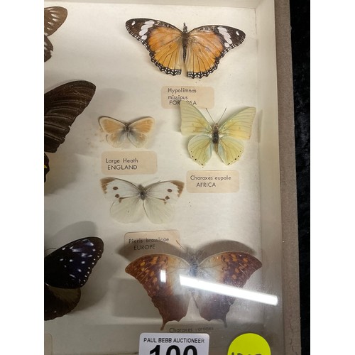 100 - WALL MOUNTED GLASS FRAMED VINTAGE COLLECTION OF MOTHS AND BUTTERFLIES IN DISPLAY CASE